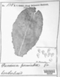 Puccinia primulae image